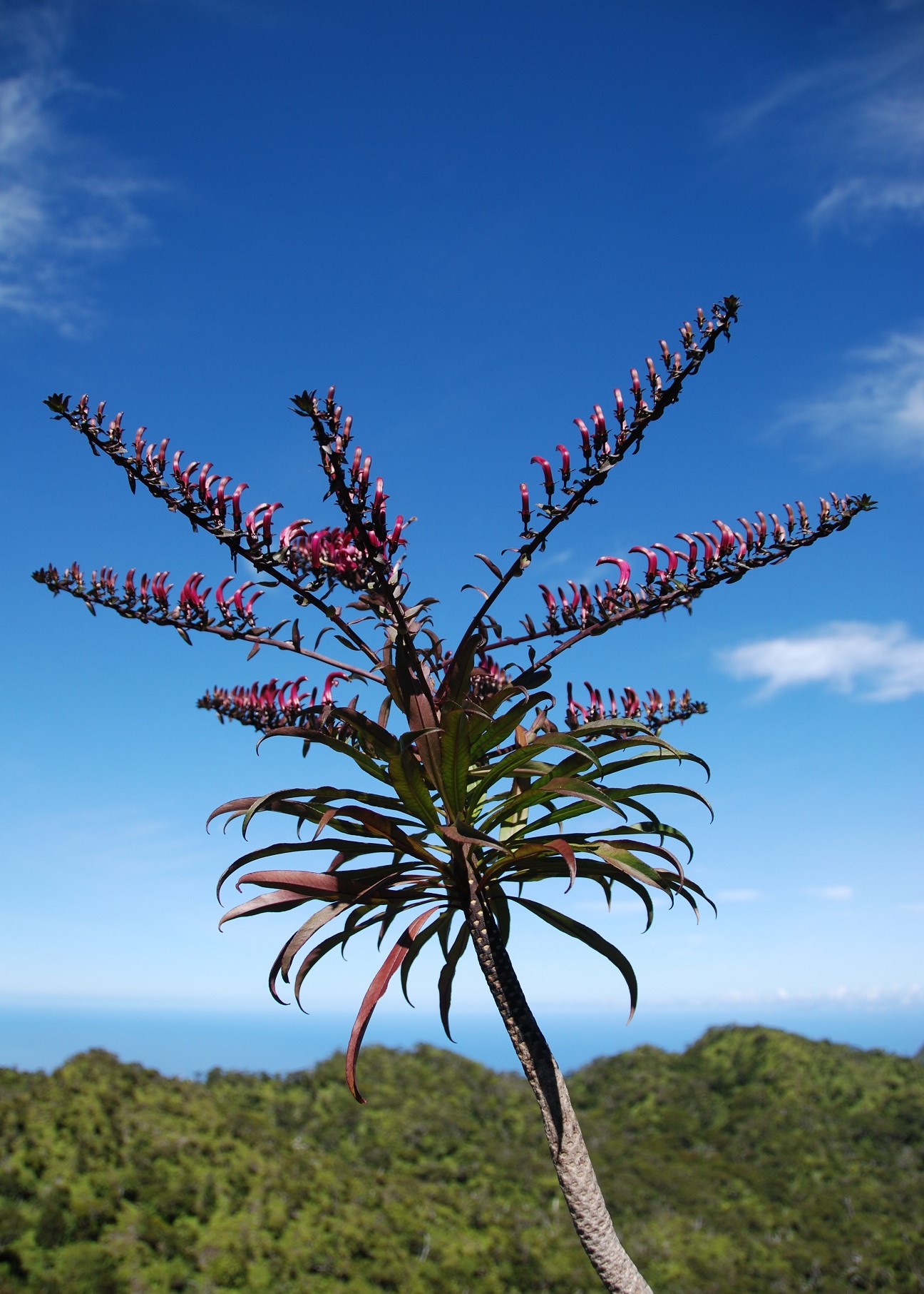 A tall woody stem with leaf scars, ending in several whorls of simple lanceolate leaves with nine visible infloresence spikes emerging from the top. On each infloresence spike is a row many curved pink flowers all facing towards the sky. In the background are forested hills and the ocean